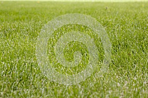 Beautiful green grass texture