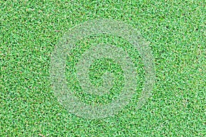 Beautiful green grass texture
