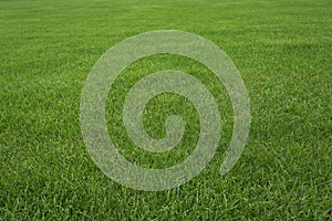 Beautiful green grass texture.