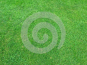 Beautiful green grass texture