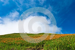 beautiful green grass and yellow flowers
