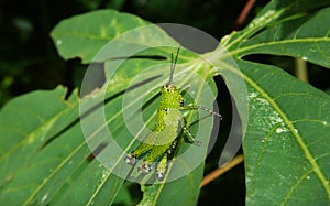 A beautiful green grasshopper on a cassava leaf, arthropod, caelifera