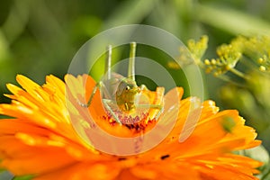 A beautiful green grasshopper sitting on a calendula. Insect resting on a flower. English marigold closeup.