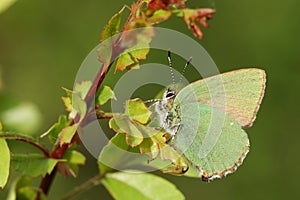 A beautiful Green Hairstreak Butterfly Callophrys rubi perched on a leaf.