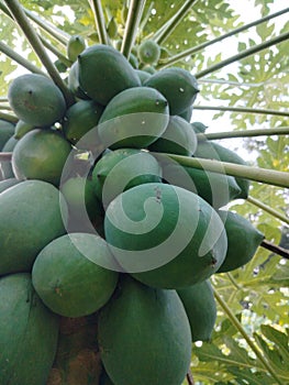A beautiful green hibrid papaya tree cosits huge amount papaya fruits photo