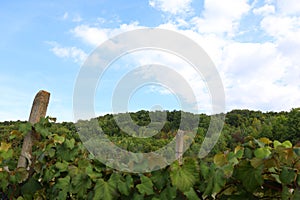 Beautiful green hill with vineyard