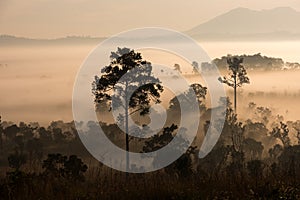 Beautiful green hills glowing warm sunrise,Dramatic shine silhouette tree colorful warm above mountain at Thung Salaeng Luang Na