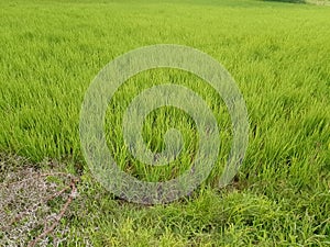 A beautiful green Hinohikari plant on out door field