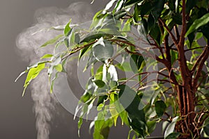 Beautiful green houseplant and steam on grey background, closeup. Air humidification