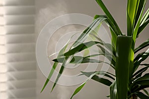 Beautiful green houseplant and steam indoors, closeup view. Air humidification