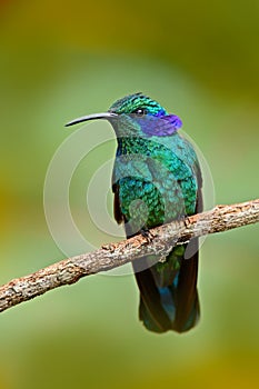 Beautiful green hummingbird with blue face. Green Violet-ear, Colibri thalassinus, Hummingbird with green leave in natural habitat photo