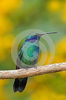 Beautiful green hummingbird with blue face. Green Violet-ear, Colibri thalassinus, Hummingbird with green leave in natural habitat