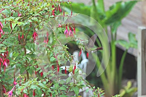 beautiful green hummingbird in Ecuador photo