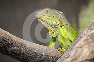 The beautiful green Iguana