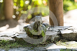 Beautiful green iguana