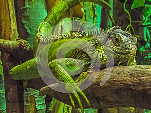 Beautiful green iguana