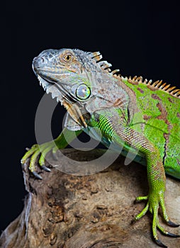 Beautiful green iguana