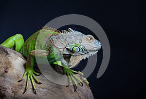 Beautiful green iguana