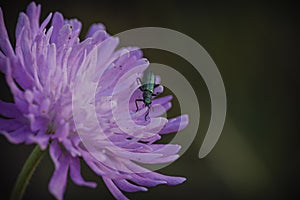 A beautiful green insect on a violet flower