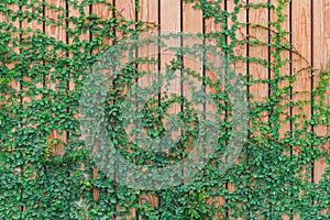 Beautiful Green ivy leaves climbing on wooden wall. wood planks covered by green leaves.