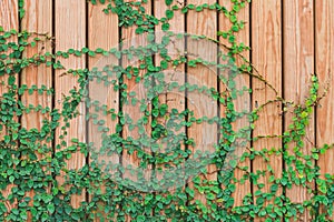 Beautiful Green ivy leaves climbing on wooden wall. wood planks covered by green leaves.