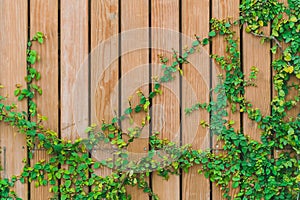 Beautiful Green ivy leaves climbing on wooden wall. wood planks covered by green leaves.