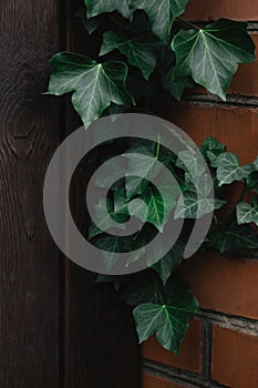 Beautiful green ivy leaves on the wall