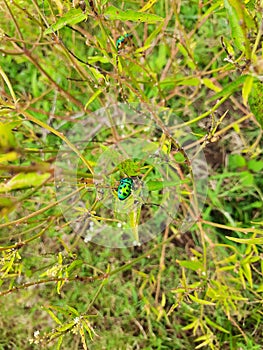 Beautiful Green jewel beetle or Chrysocoris stolli Insect in a plant green leaves background