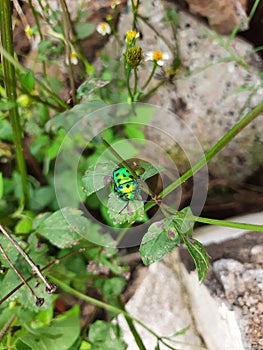 Beautiful Green jewel beetle or Chrysocoris stolli Insect in a plant green leaves background