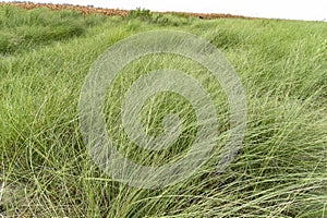 A beautiful green kans grass kash phool (in Bengali language) field in Kurigram, Bangladesh
