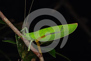 Beautiful Green Katydid hanging on brunches