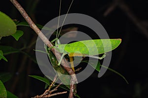 Beautiful Green Katydid hanging on brunches