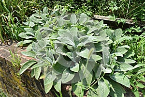 Beautiful Green Lambâ€™s Ear Plants in Mid-Summer