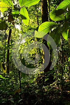 Beautiful green landscape in the amazon rainforest