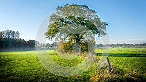 Beautiful Green Landscape In The Morning With Big Oak Tree And Fog