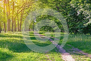 Beautiful  green landscape. Road in park on sunny summer day. Ukraine, Uman