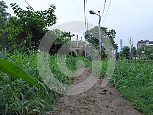 Beautiful green landscape in rural India