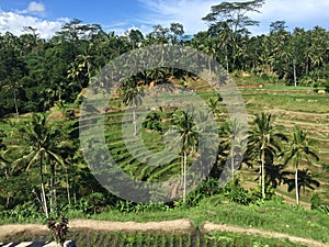 Beautiful green landscape during sunny day at Bali,Indonesia.