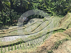 Beautiful green landscape during sunny day at Bali,Indonesia.