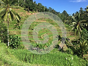 Beautiful green landscape during sunny day at Bali,Indonesia.