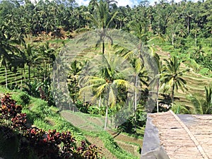 Beautiful green landscape during sunny day at Bali,Indonesia.