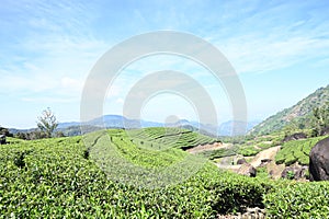 Beautiful green landscape of tea garden