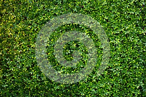 Beautiful green lawn, perfect for use as wallpaper or designs and advertisements