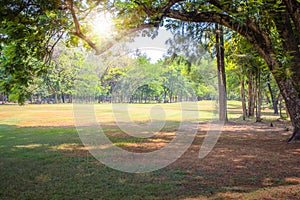 Beautiful green lawn and trees branches in public park.