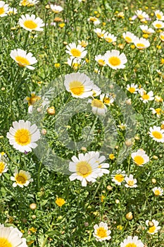 Beautiful green lawn with white fresh chamomile flowers lit by sunlight