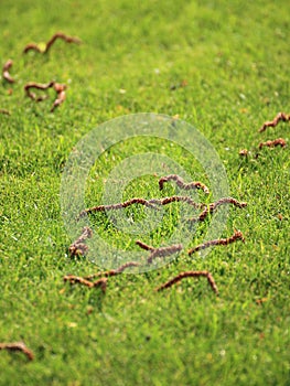 Beautiful green lawns perfectly cut for background