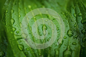 Beautiful green leaf with drops of water, leaf with water drops