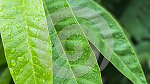 Beautiful green leaf with drops of water