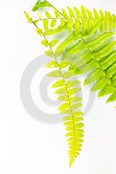 Beautiful green leaf fern vertical style on an isolated white background