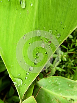 Canna leaf and dew